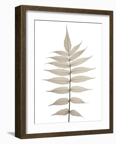 Lithe Leaves-Assaf Frank-Framed Giclee Print