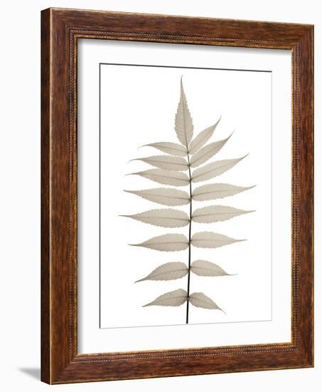 Lithe Leaves-Assaf Frank-Framed Giclee Print