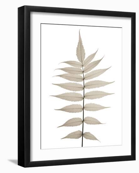 Lithe Leaves-Assaf Frank-Framed Giclee Print