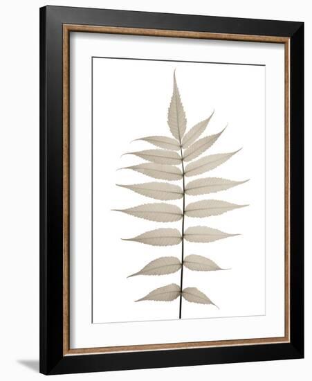 Lithe Leaves-Assaf Frank-Framed Giclee Print