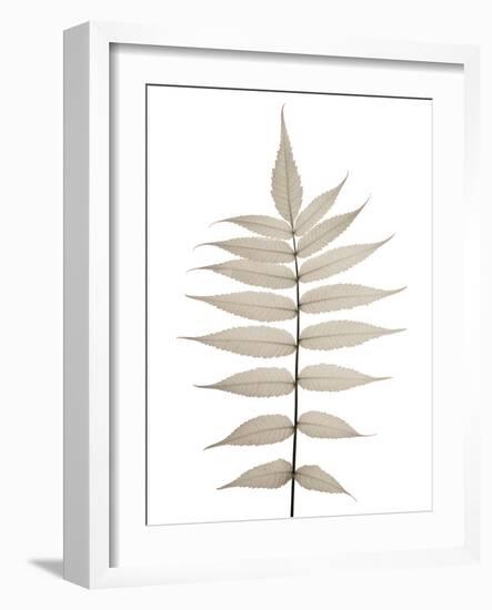 Lithe Leaves-Assaf Frank-Framed Giclee Print