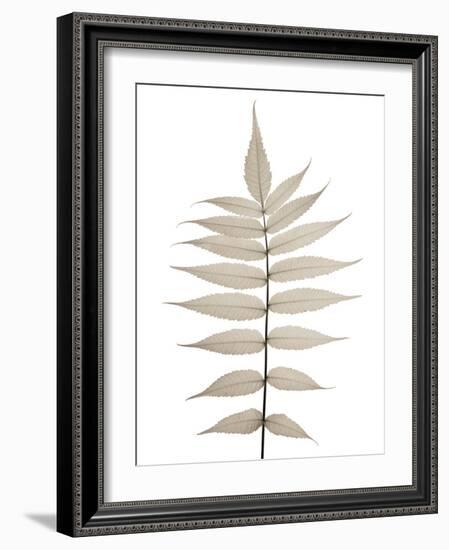 Lithe Leaves-Assaf Frank-Framed Giclee Print