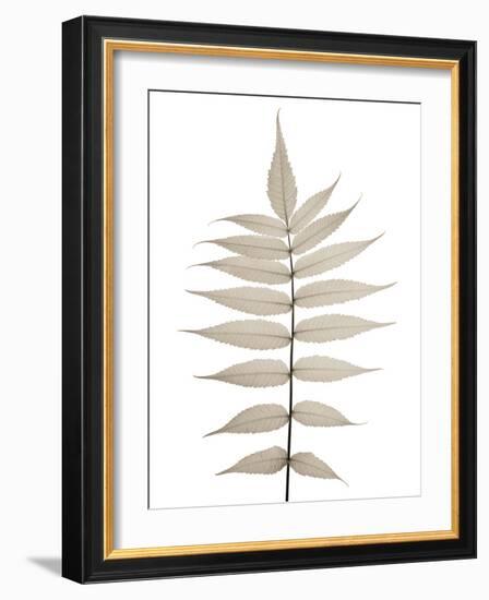 Lithe Leaves-Assaf Frank-Framed Giclee Print