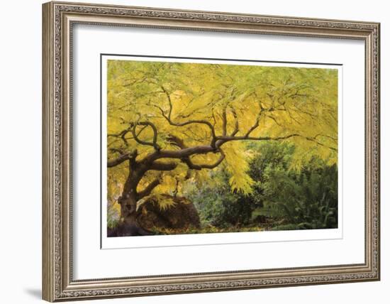 Lithia Park Arching Maple-Donald Paulson-Framed Giclee Print