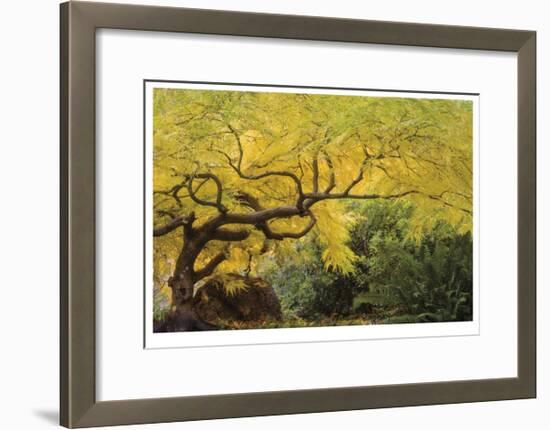 Lithia Park Arching Maple-Donald Paulson-Framed Giclee Print