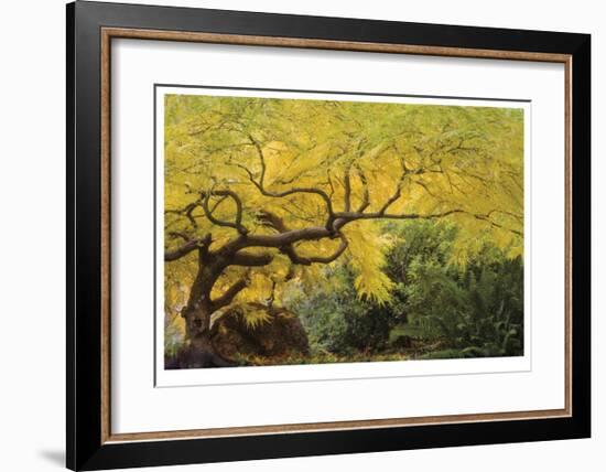 Lithia Park Arching Maple-Donald Paulson-Framed Giclee Print