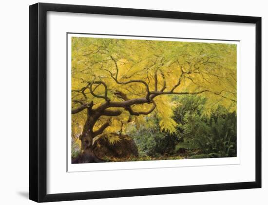 Lithia Park Arching Maple-Donald Paulson-Framed Giclee Print