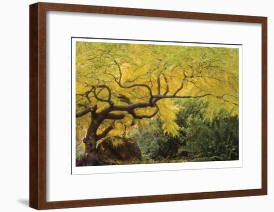 Lithia Park Arching Maple-Donald Paulson-Framed Giclee Print