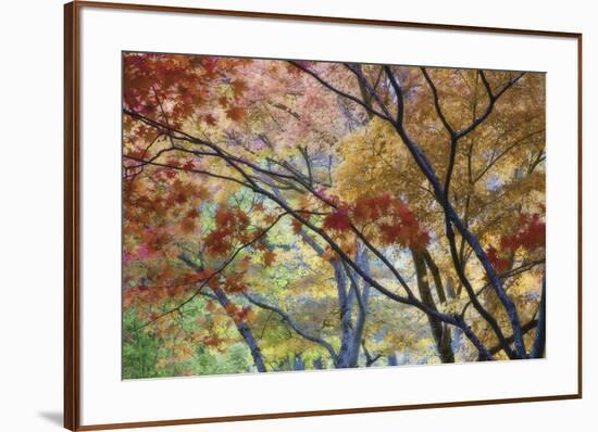 Lithia Park Fall 3-Don Paulson-Framed Giclee Print