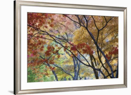 Lithia Park Fall 3-Don Paulson-Framed Giclee Print