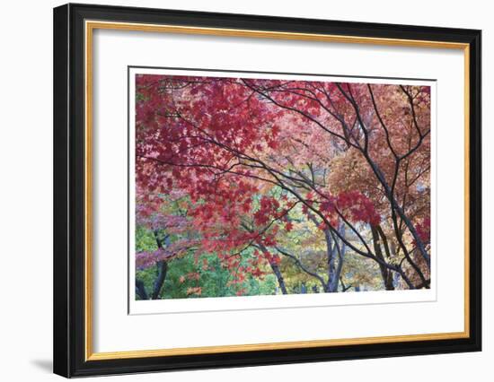 Lithia Park Fall Color I-Donald Paulson-Framed Giclee Print