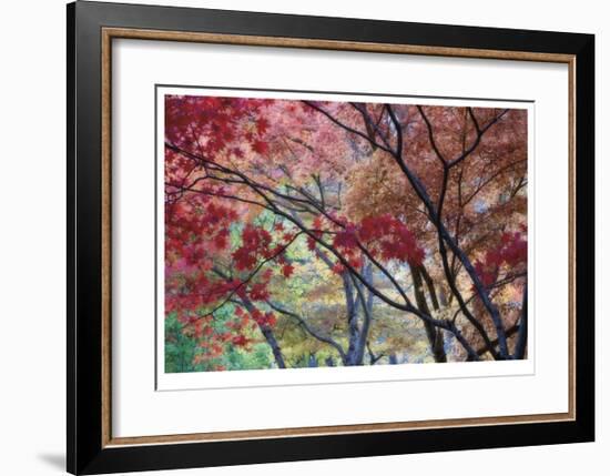 Lithia Park Fall Color II-Donald Paulson-Framed Giclee Print