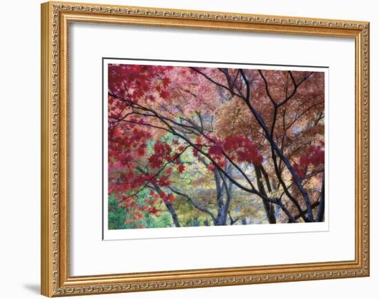 Lithia Park Fall Color II-Donald Paulson-Framed Giclee Print