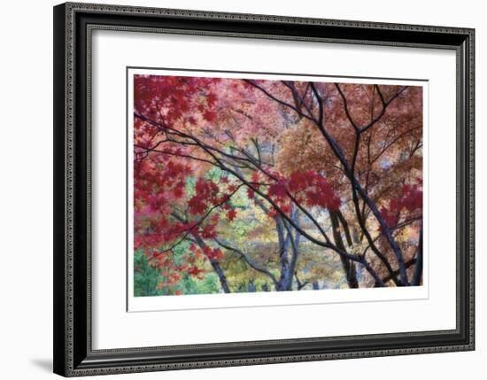 Lithia Park Fall Color II-Donald Paulson-Framed Giclee Print