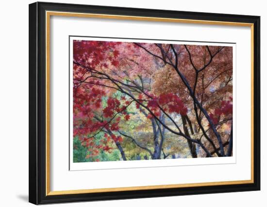 Lithia Park Fall Color II-Donald Paulson-Framed Giclee Print