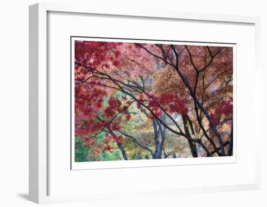 Lithia Park Fall Color II-Donald Paulson-Framed Giclee Print