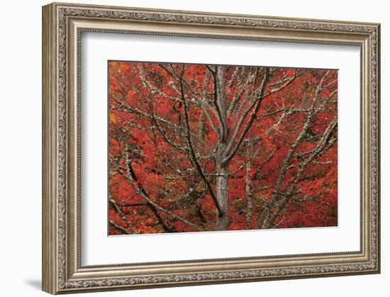 Lithia Park in Fall-David Winston-Framed Giclee Print