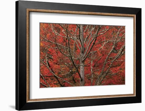 Lithia Park in Fall-David Winston-Framed Giclee Print