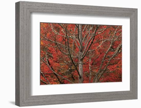 Lithia Park in Fall-David Winston-Framed Giclee Print