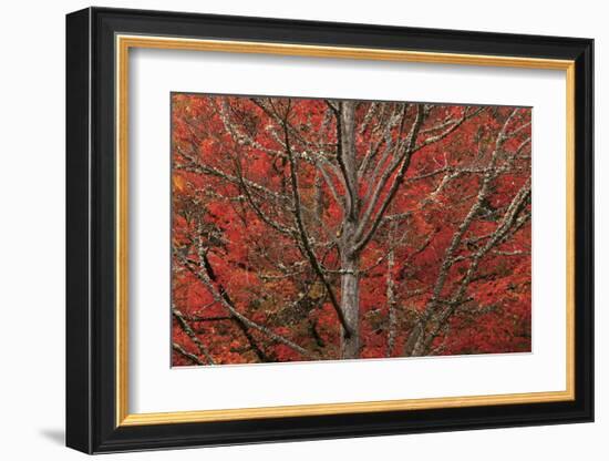 Lithia Park in Fall-David Winston-Framed Giclee Print