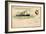 Litho S. S.Vaderland, Red Star Line, Royal Mail Steamer-null-Framed Giclee Print