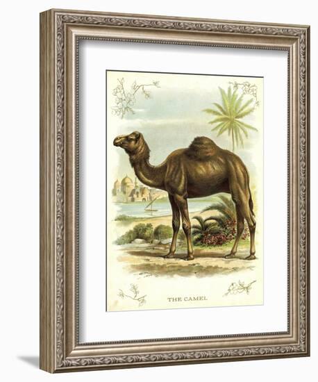 Lithograph of Camel-null-Framed Giclee Print