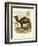 Lithograph of Camel-null-Framed Giclee Print