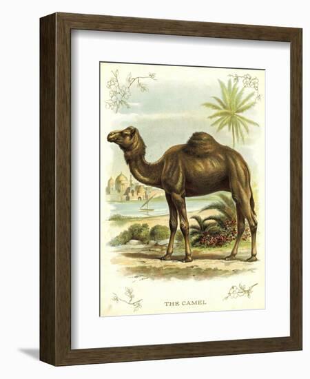 Lithograph of Camel-null-Framed Giclee Print