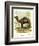 Lithograph of Camel-null-Framed Giclee Print