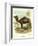 Lithograph of Camel-null-Framed Giclee Print