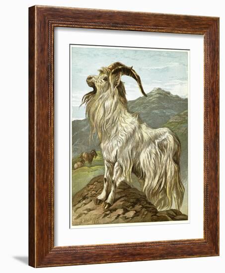 Lithograph of Mountain Goat-null-Framed Giclee Print