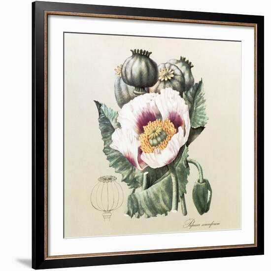 Lithograph of the Opium Poppy-National Library of Medicine-Framed Photographic Print