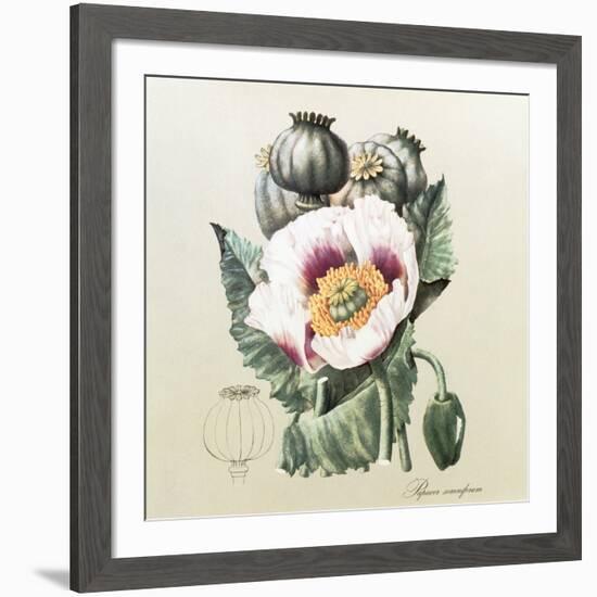 Lithograph of the Opium Poppy-National Library of Medicine-Framed Photographic Print