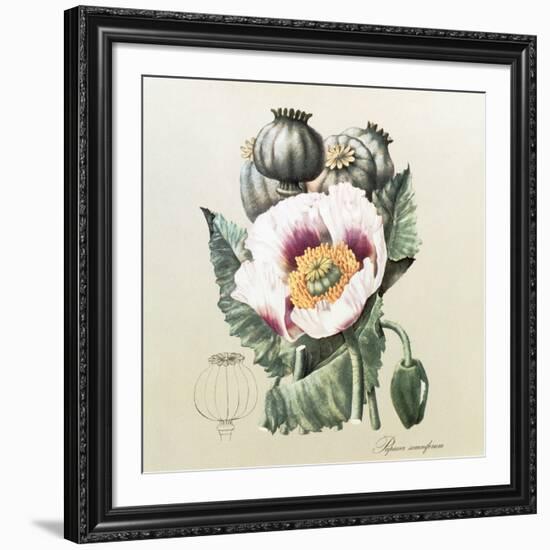 Lithograph of the Opium Poppy-National Library of Medicine-Framed Photographic Print