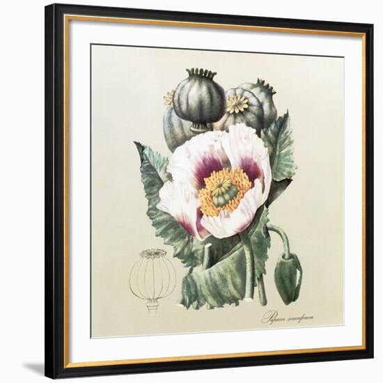 Lithograph of the Opium Poppy-National Library of Medicine-Framed Photographic Print