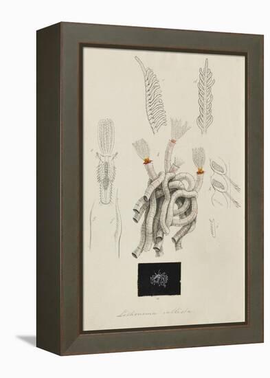 Lithonema Callista: Marine Worm-Philip Henry Gosse-Framed Premier Image Canvas