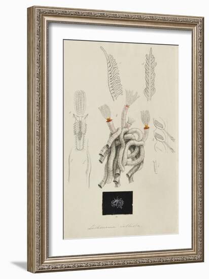 Lithonema Callista: Marine Worm-Philip Henry Gosse-Framed Giclee Print