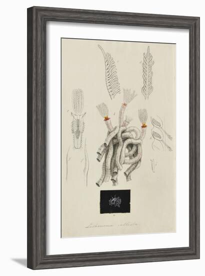 Lithonema Callista: Marine Worm-Philip Henry Gosse-Framed Giclee Print