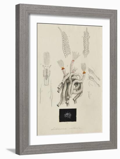 Lithonema Callista: Marine Worm-Philip Henry Gosse-Framed Giclee Print