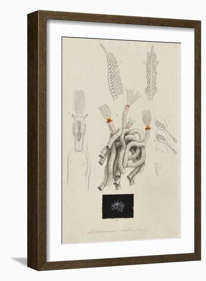 Lithonema Callista: Marine Worm-Philip Henry Gosse-Framed Giclee Print