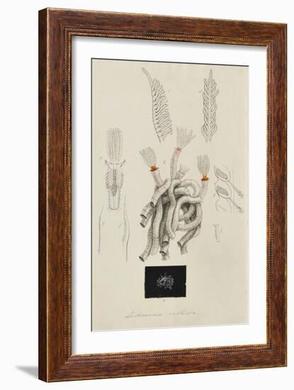 Lithonema Callista: Marine Worm-Philip Henry Gosse-Framed Giclee Print