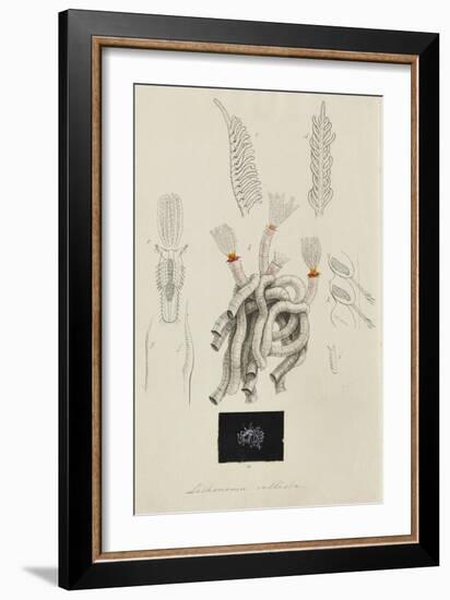 Lithonema Callista: Marine Worm-Philip Henry Gosse-Framed Giclee Print