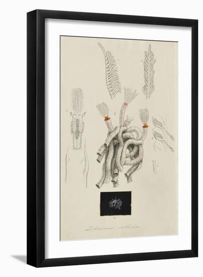 Lithonema Callista: Marine Worm-Philip Henry Gosse-Framed Giclee Print