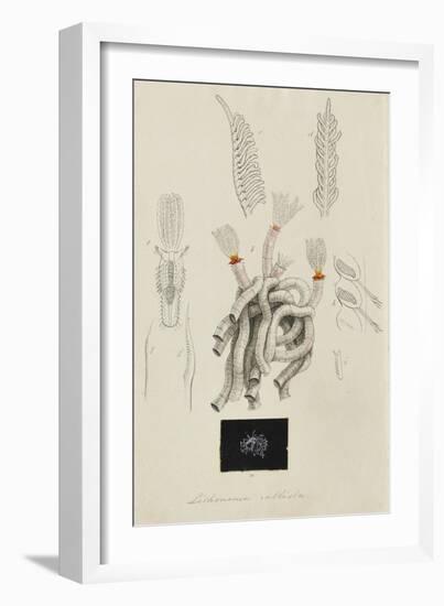 Lithonema Callista: Marine Worm-Philip Henry Gosse-Framed Giclee Print