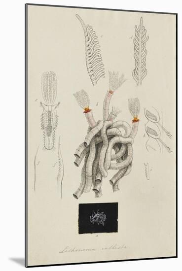Lithonema Callista: Marine Worm-Philip Henry Gosse-Mounted Giclee Print