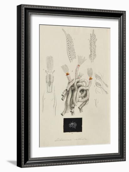 Lithonema Callista: Marine Worm-Philip Henry Gosse-Framed Giclee Print