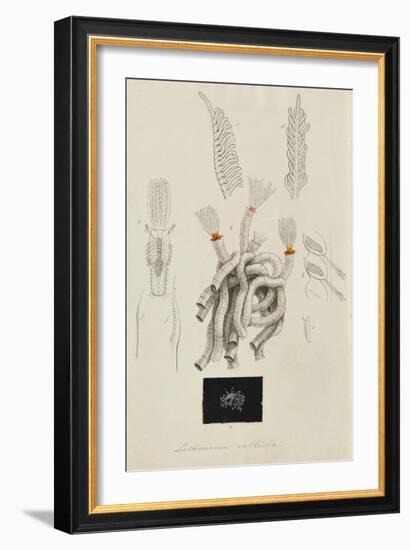 Lithonema Callista: Marine Worm-Philip Henry Gosse-Framed Giclee Print