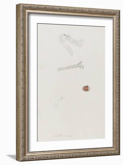 Lithonema: Marine Worm-Philip Henry Gosse-Framed Giclee Print