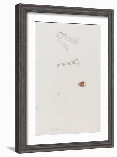 Lithonema: Marine Worm-Philip Henry Gosse-Framed Giclee Print