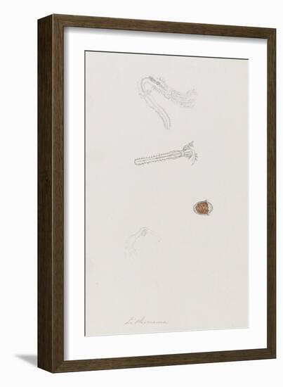 Lithonema: Marine Worm-Philip Henry Gosse-Framed Giclee Print